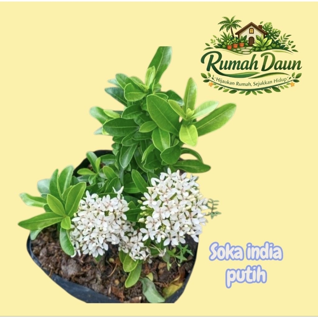 tanaman hias soka india bunga putih - soka india putih