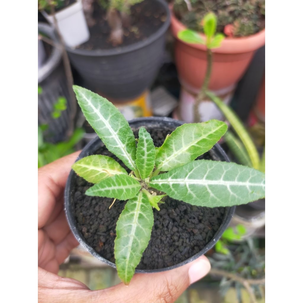 Dorstenia Lancifolia Seedling
