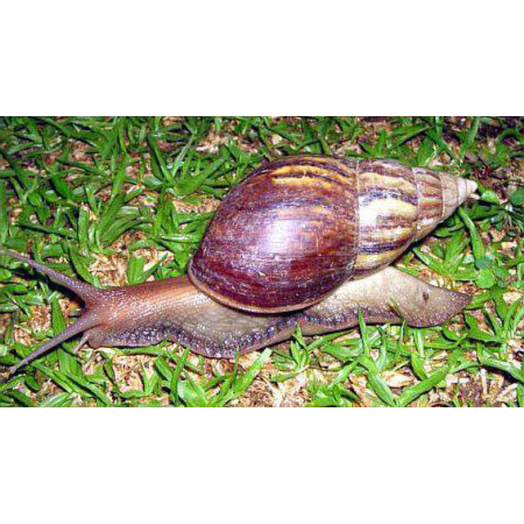 bekicot hidup per5 ekor ya