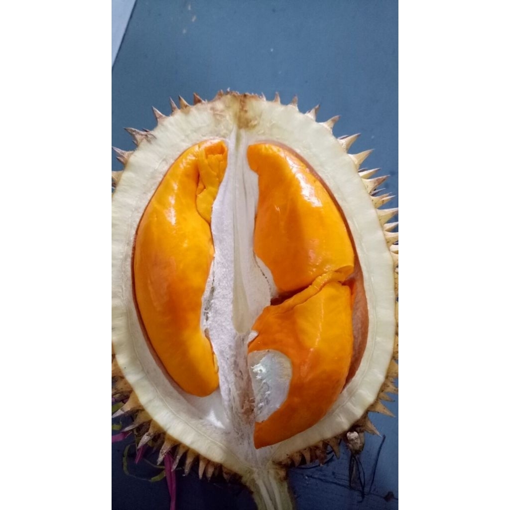 bibit durian super tembaga