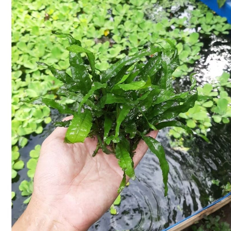 Kadaka Java fern Tanaman Aquascape