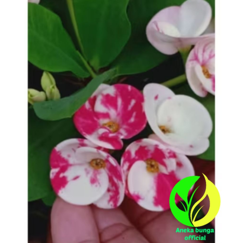 POHON BUNGA EFORBIA PINK PUTIH / TANAMAN HIAS BUNGA EFORBIA PINK PUTIH SPLASH