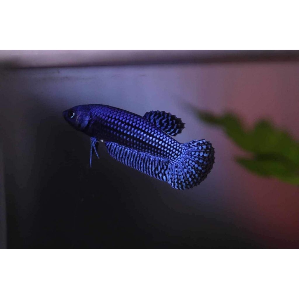 Female Wild Betta Alien Hybrid Blue Size M