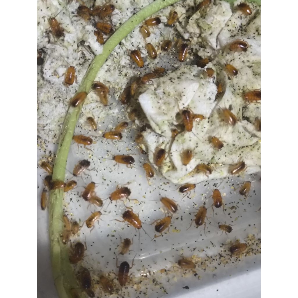 Kecoa Turkish Nimfa 0,5 - 1cm