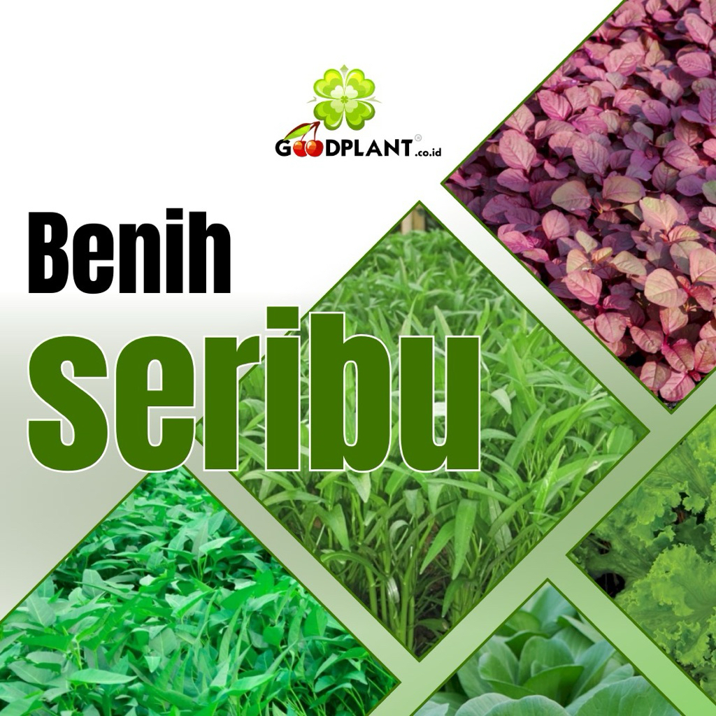 Benih Melon Honey Globe 100 seed