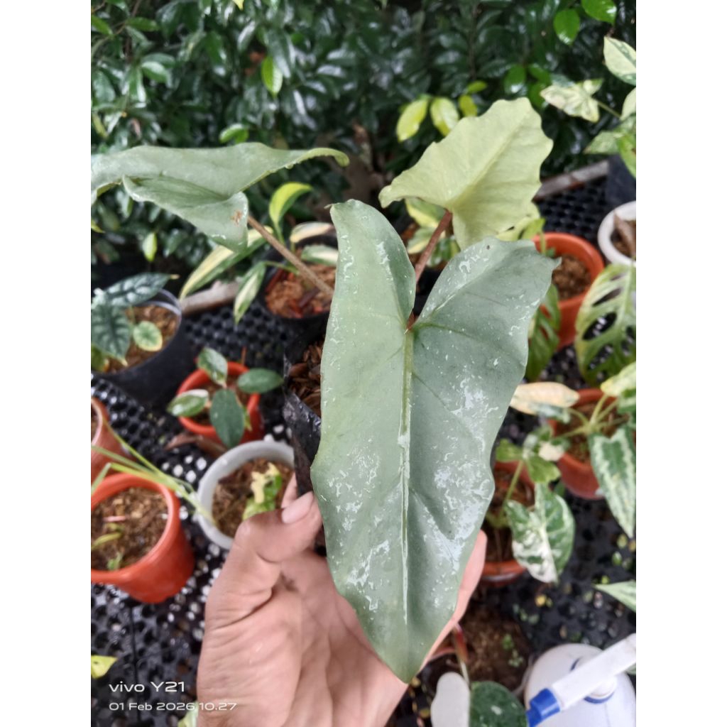 alocasia sp hybrid