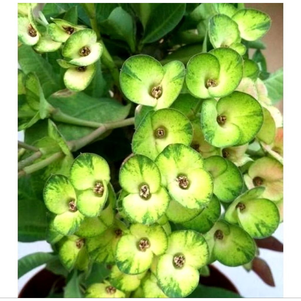 Tanaman Hias Euphorbia Duri - Euphorbia Bunga Hijau