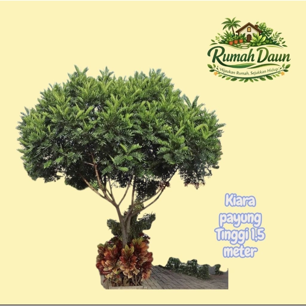 tanaman hias kiara payung - tanaman pelindung kiara payung