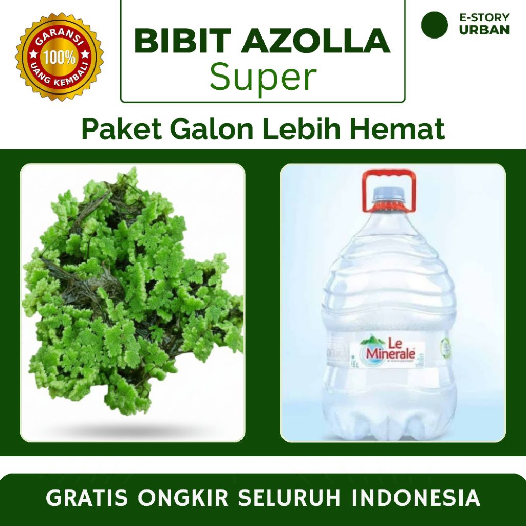 Bibit Azolla Microphilla – Solusi Pakan Hemat Ayam, Bebek & Ikan