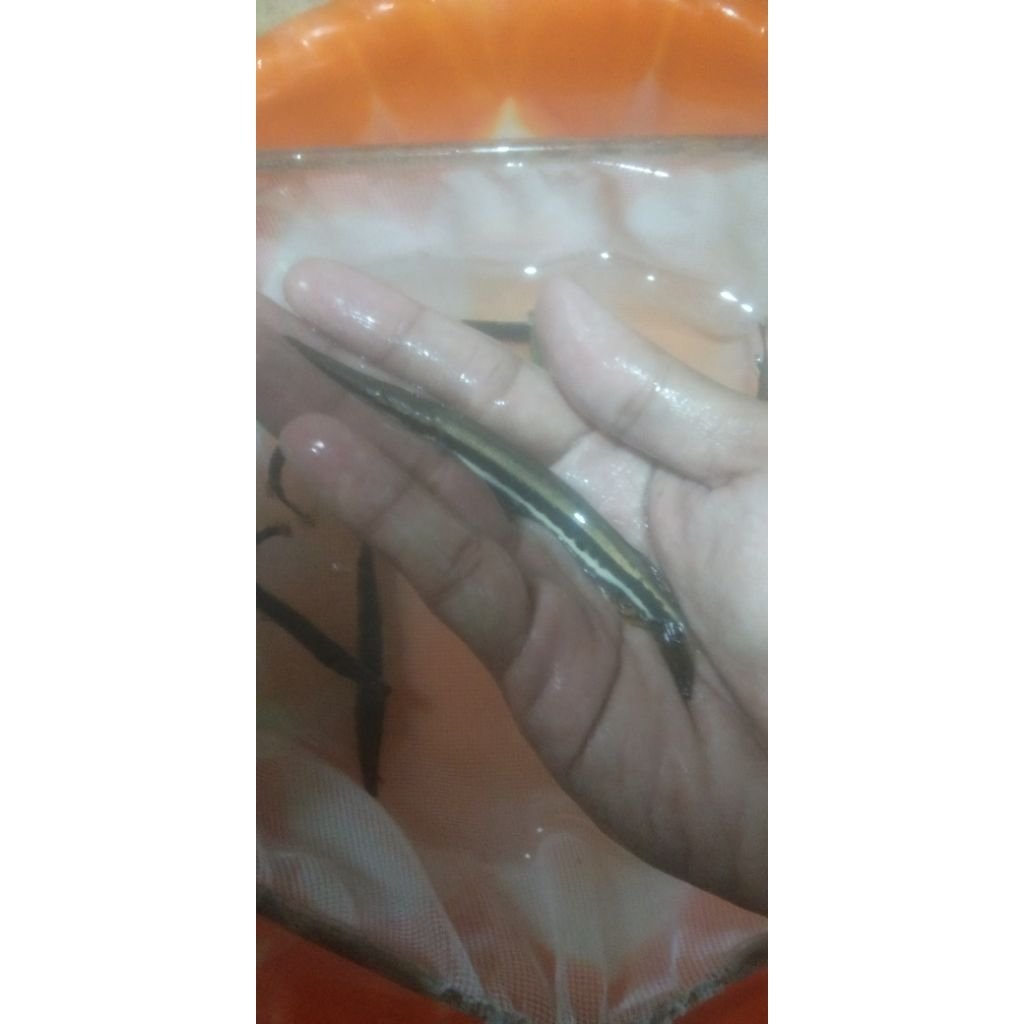 FLORIDA RED GAR UKURAN 10-12 CM