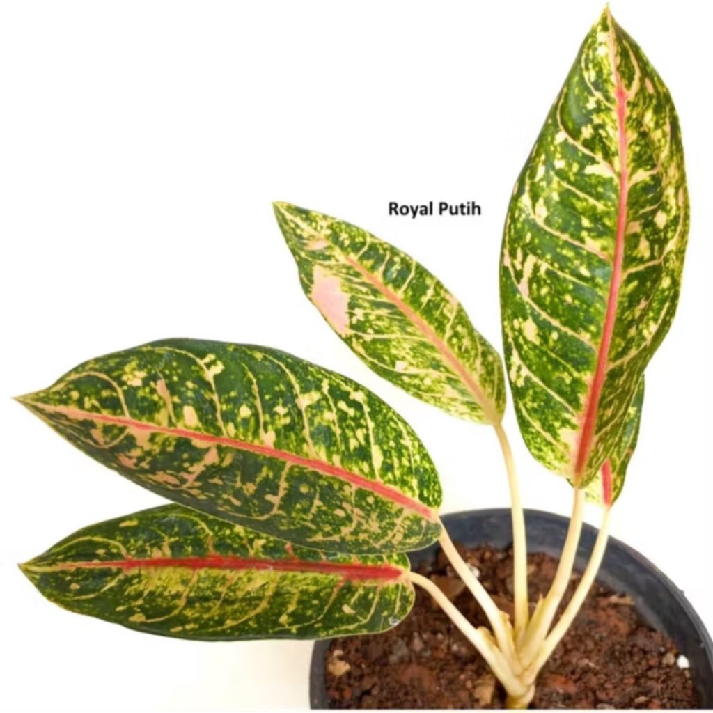 TANAMAN HIAS AGLONEMA DONACARMEN / DONA CARMEN STANG PENDEK