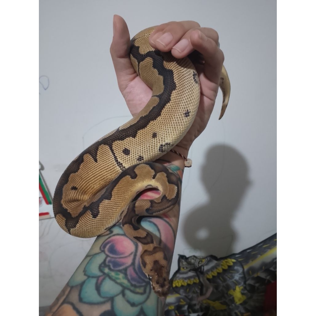 ball python betina morph clown