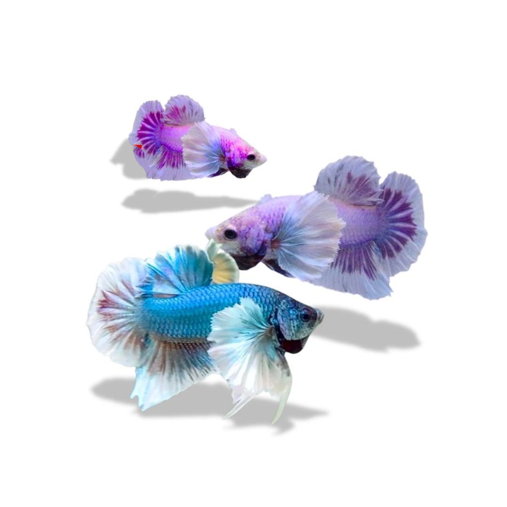 Ikan Cupang Dumbo Ear