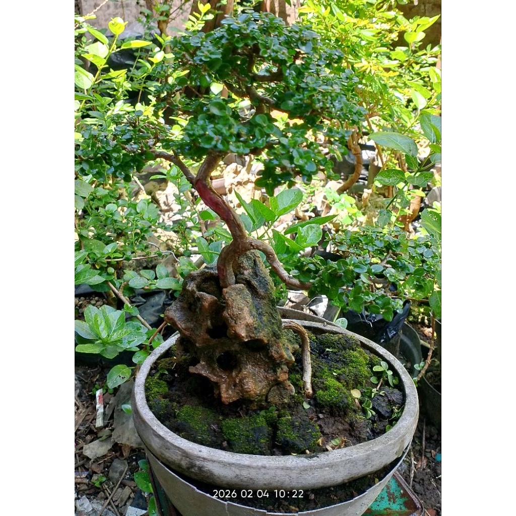 Bonsai Sancang mini on the rock