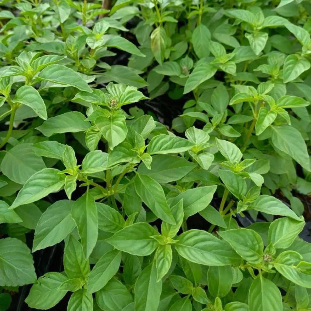 Benih Kemangi Unggulan Bibit Kemangi Siap Tanam 100 Biji