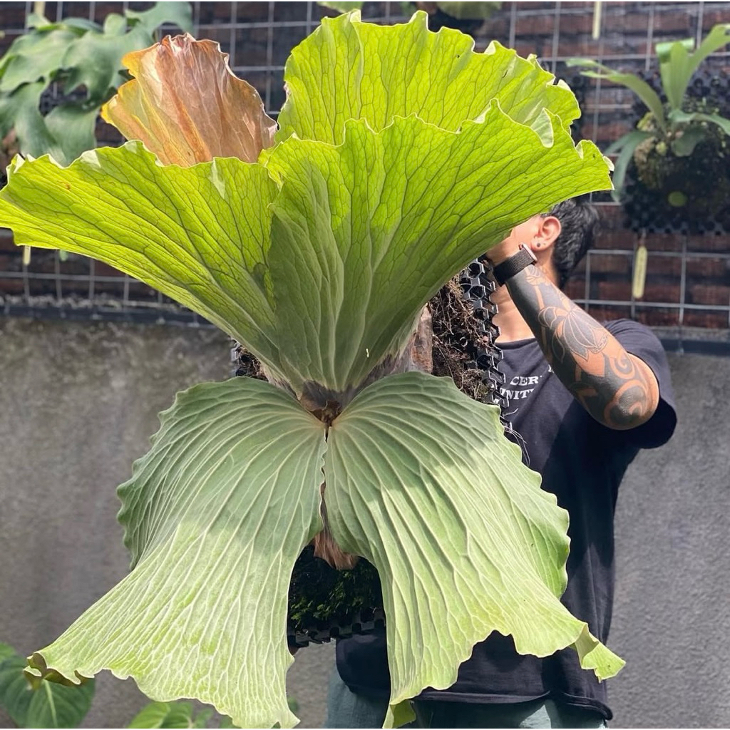 Platycerium Elephantotis