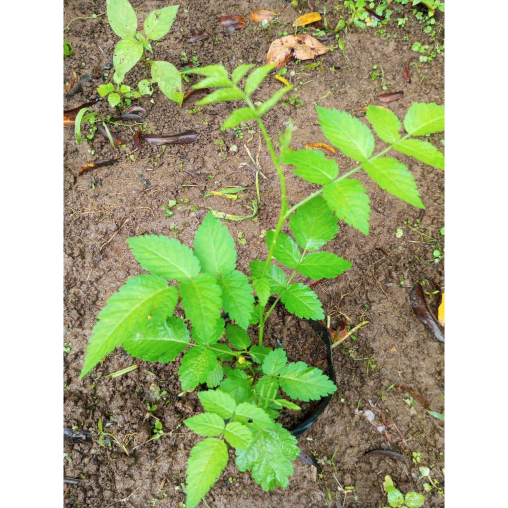 Bibit Raspberry pohon buah Raspberry-buah Arbei khagreen