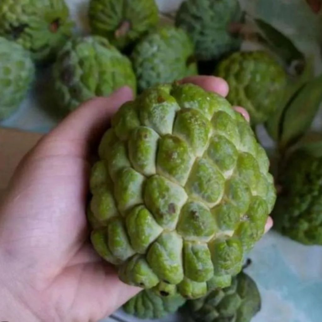 Buah Srikaya Manis,Srikaya Lokal