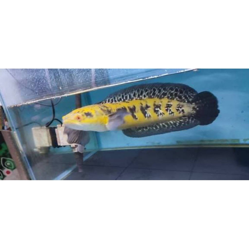 Channa Maru Ys Dorsal Batik 14-16cm Premium Quality Fish