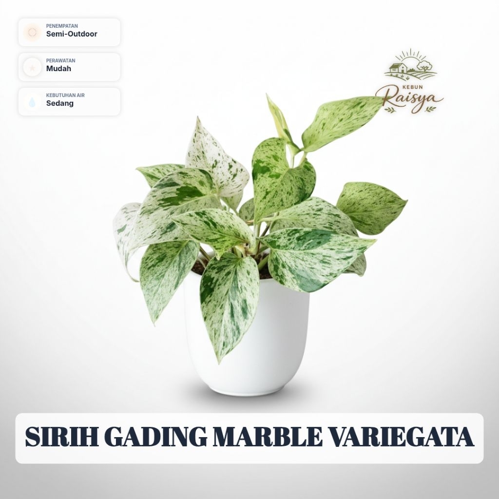 Sirih Gading Marble Variegata Tanaman Hias Premium Daun Marmer Putih Siap Tanam