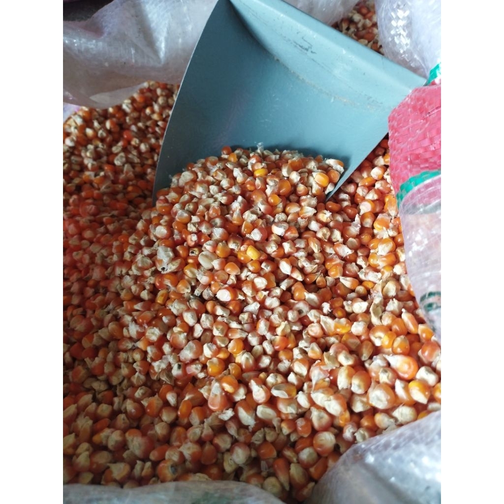 Jagung Kristal Pakan Burung Merpati 1kg