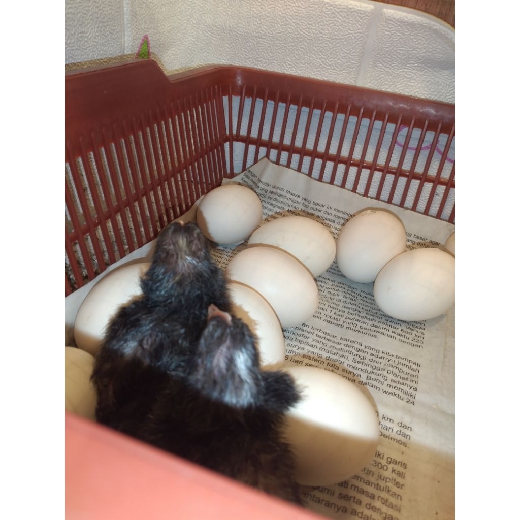 telur fertil ayam kampung yudistira