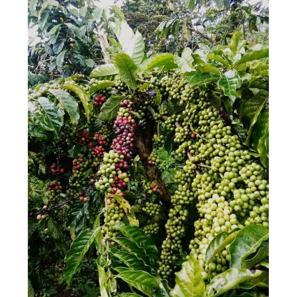 entres kopi arsyad tunas raja