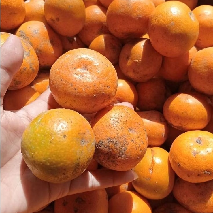 JERUK MEDAN 1 KERANJANG 12kg