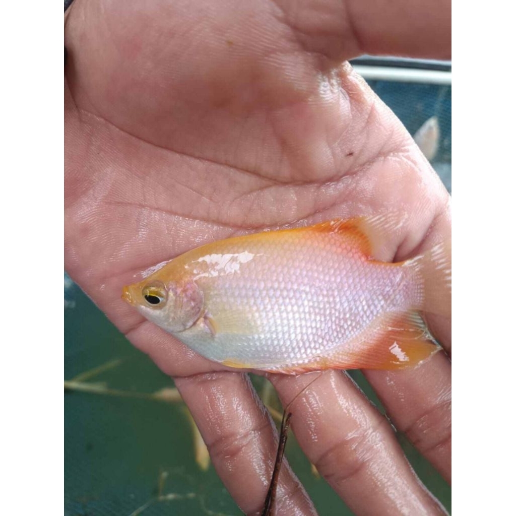 bibit gurame padang super sehat