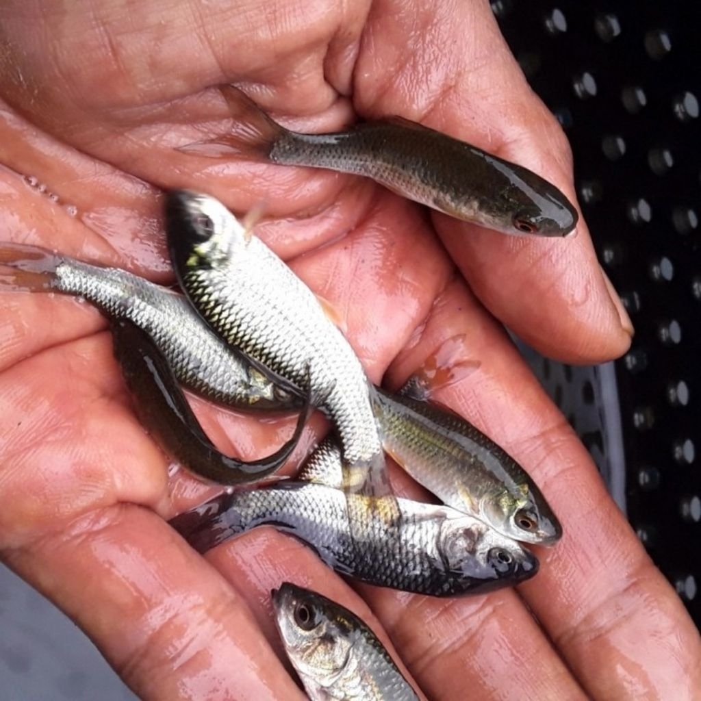 bibit ikan terapi kaki hitam