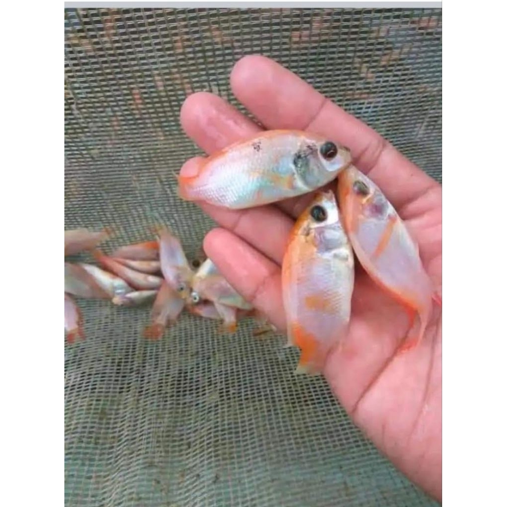 bibit ikan nila merah Bangkok(kang ipey)