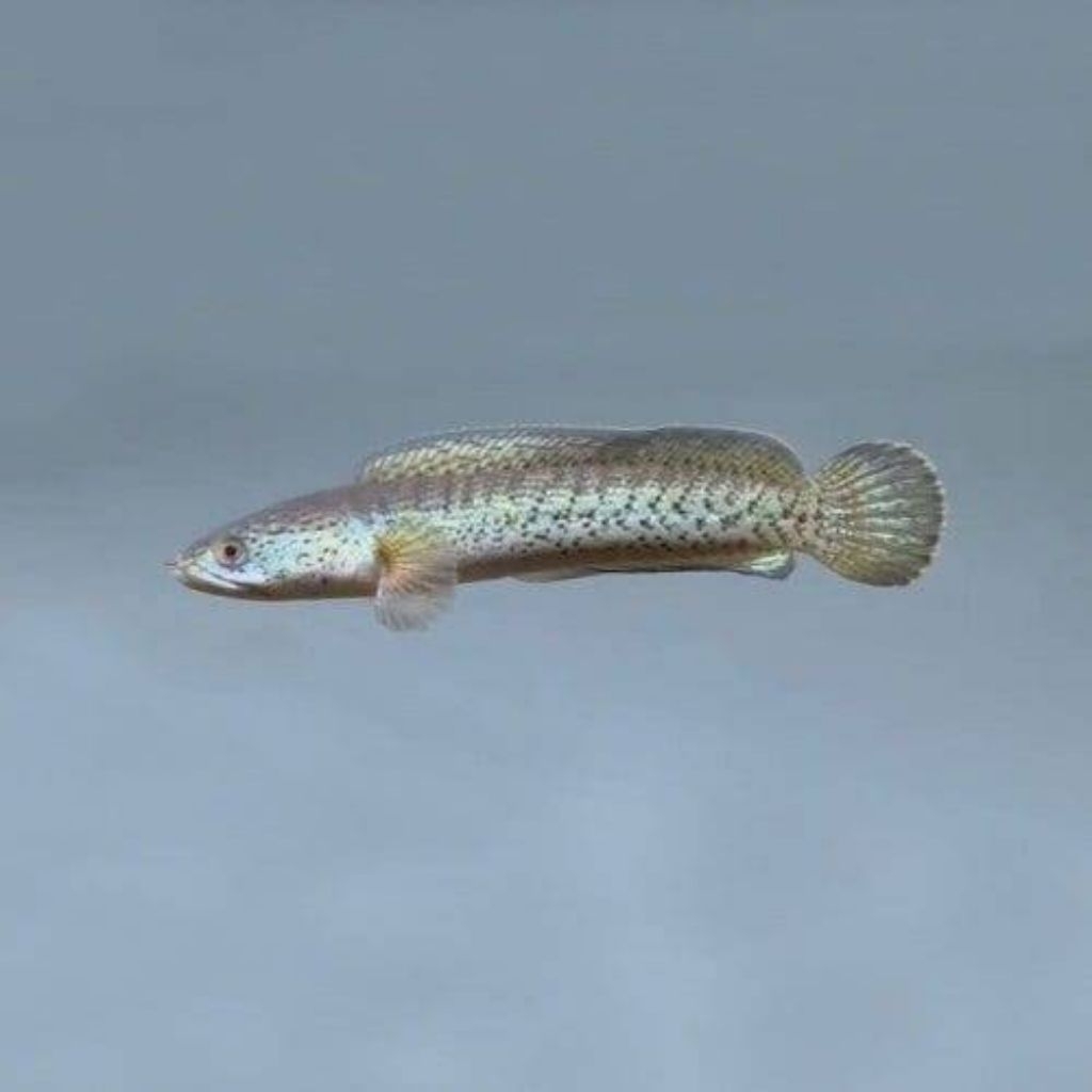 Barca baby 3-6 cm sortir