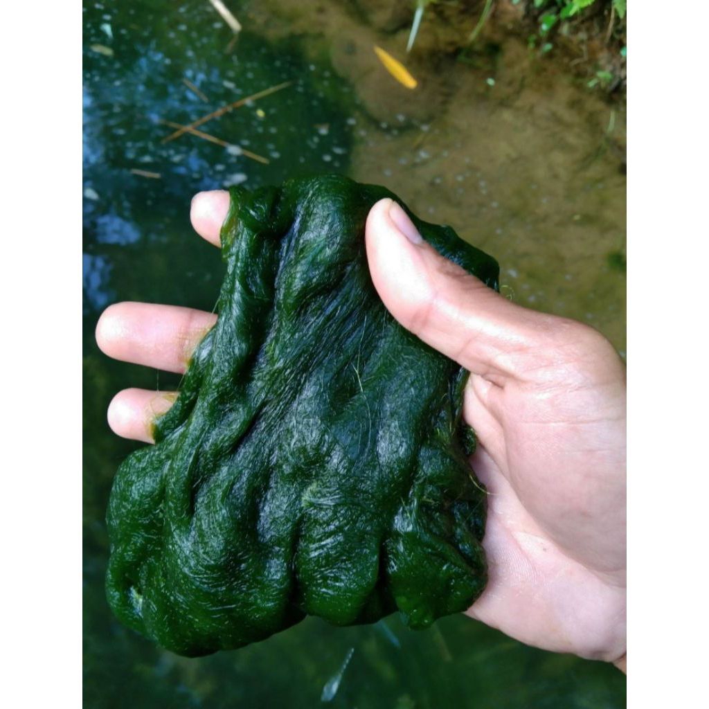 Lumut air lumut hidup umpan mancing 200g
