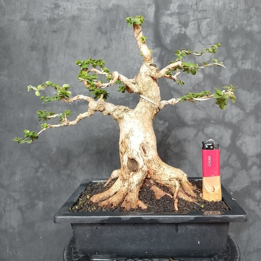 Bonsai small sancang real pict