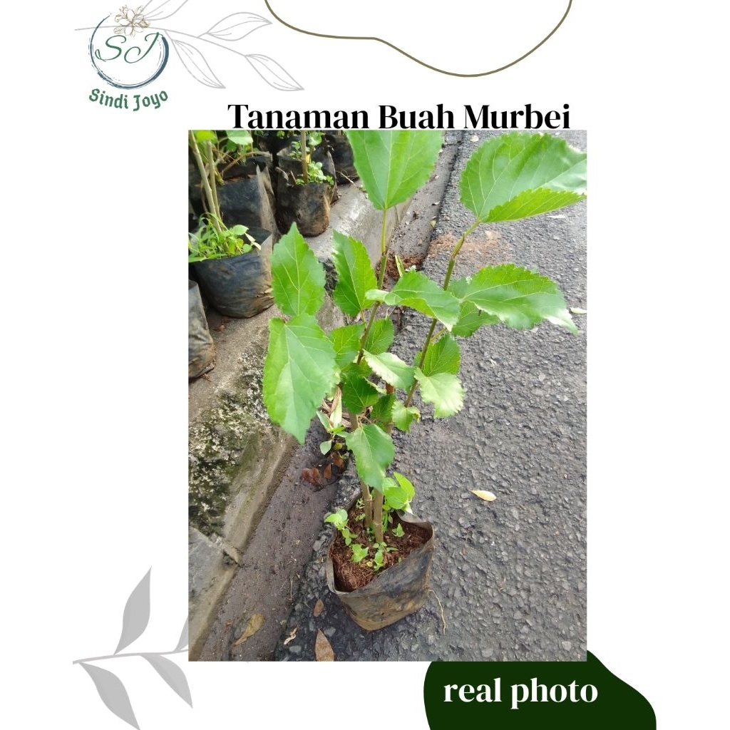 Tanaman Buah Murbei Bibit Tanaman Buah Murbei