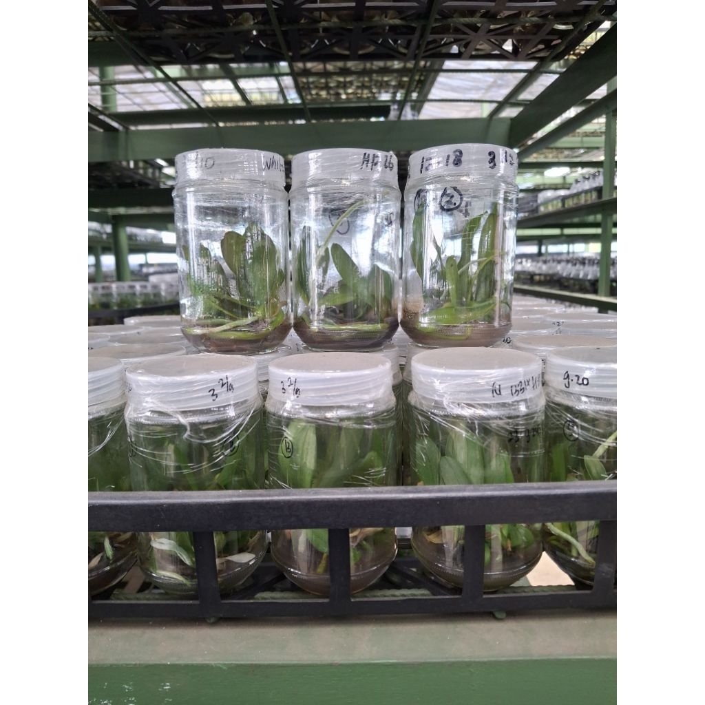 Botolan Anggrek Bulan Silangan dan Cloning