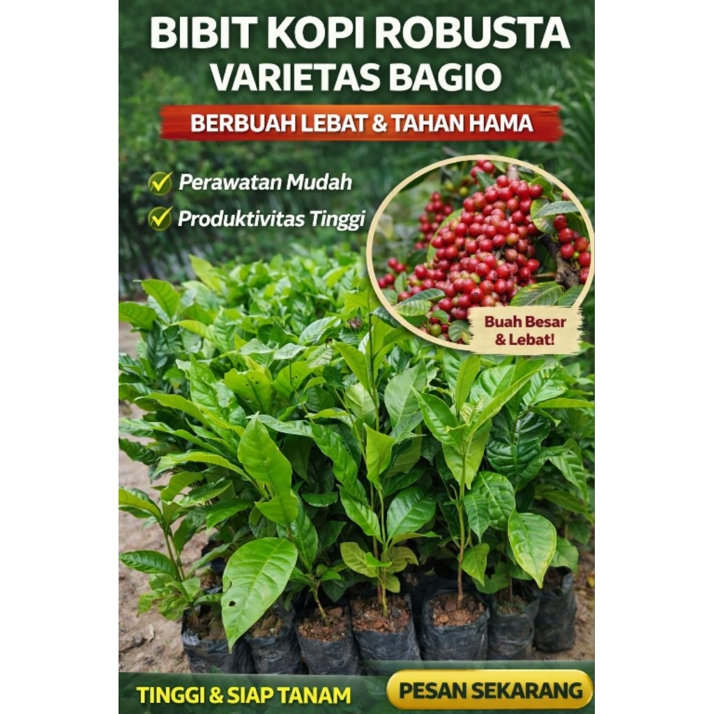 bibit kopi robusta varietas bagio dijamin orizinal
