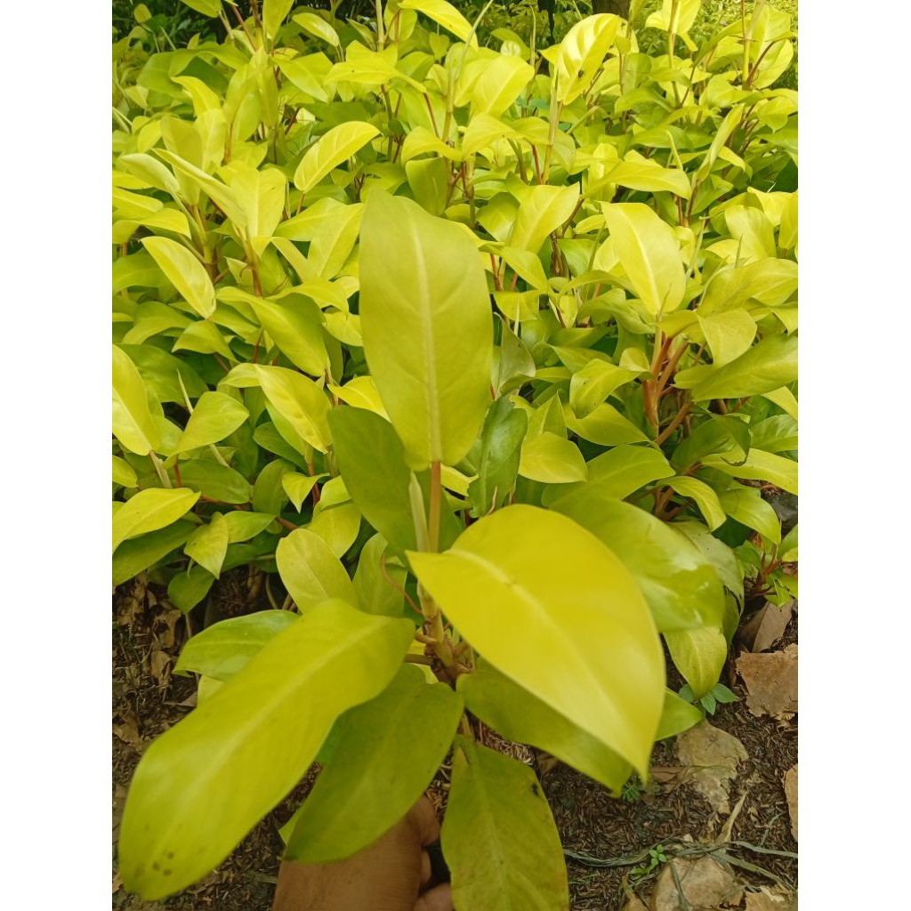 Tanaman Sirih Gading Centong/Lemon