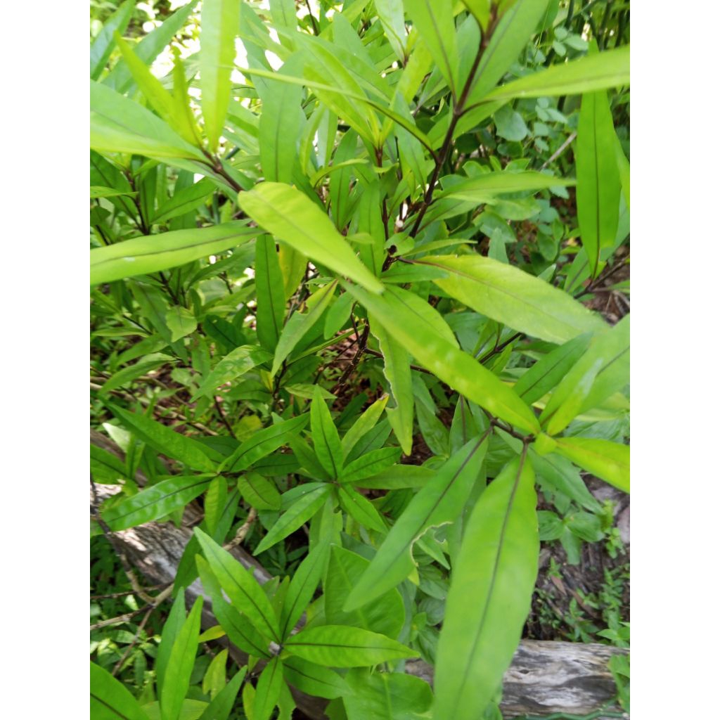 daun gandarusa / daun gendong