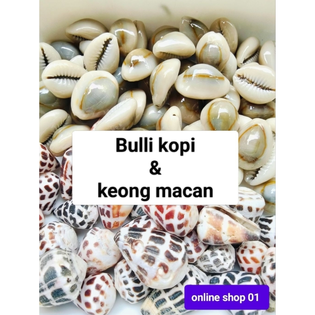 kerang kuwuk 100 gr dua parian bulli kopi & keong macan.