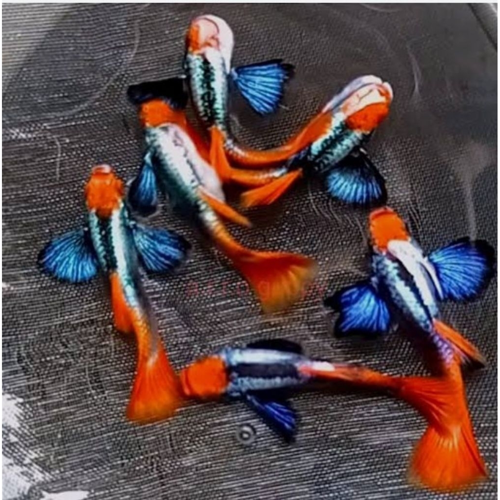 Guppy PRTDE Koi Sepasang | Ikan Hias Aquarium Siap Breeding