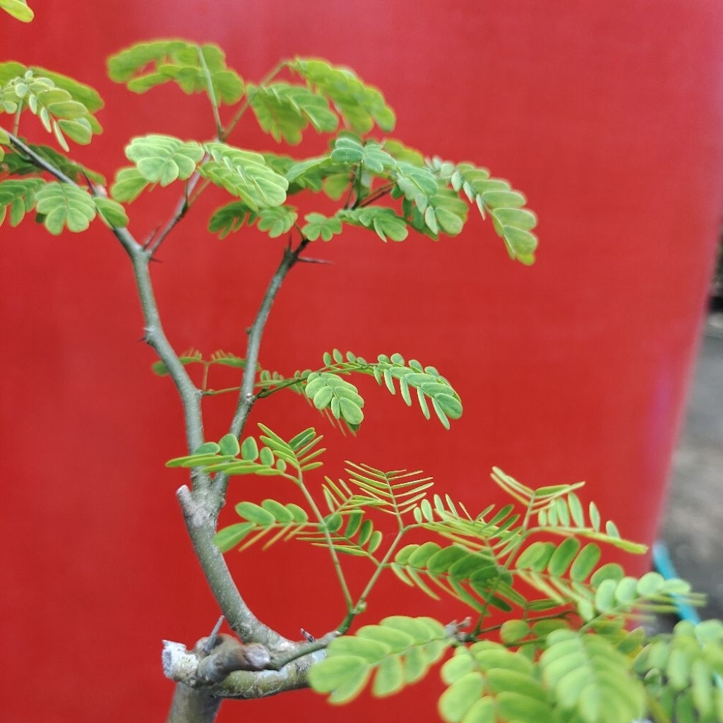 Brazilian Rain Tree / Bibit Bonsai
