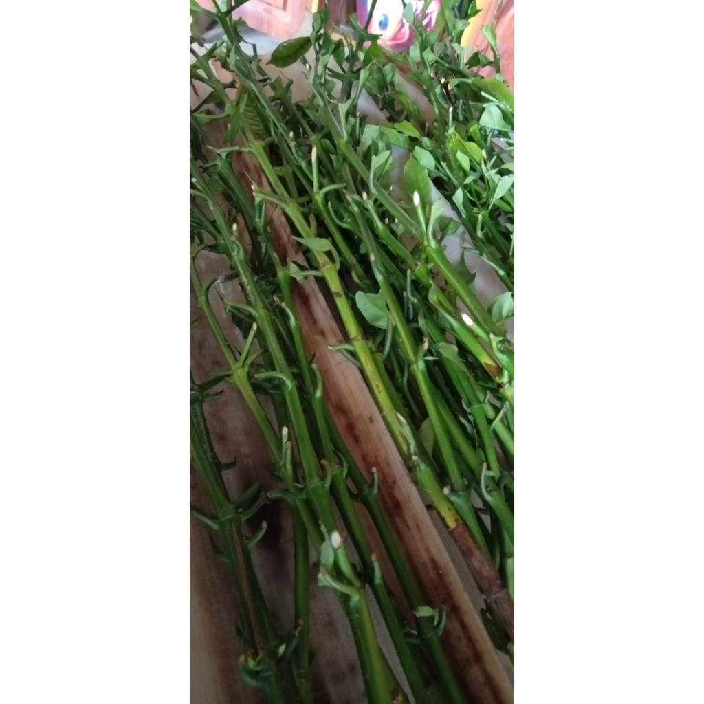 entres kopi arsyad Lampung