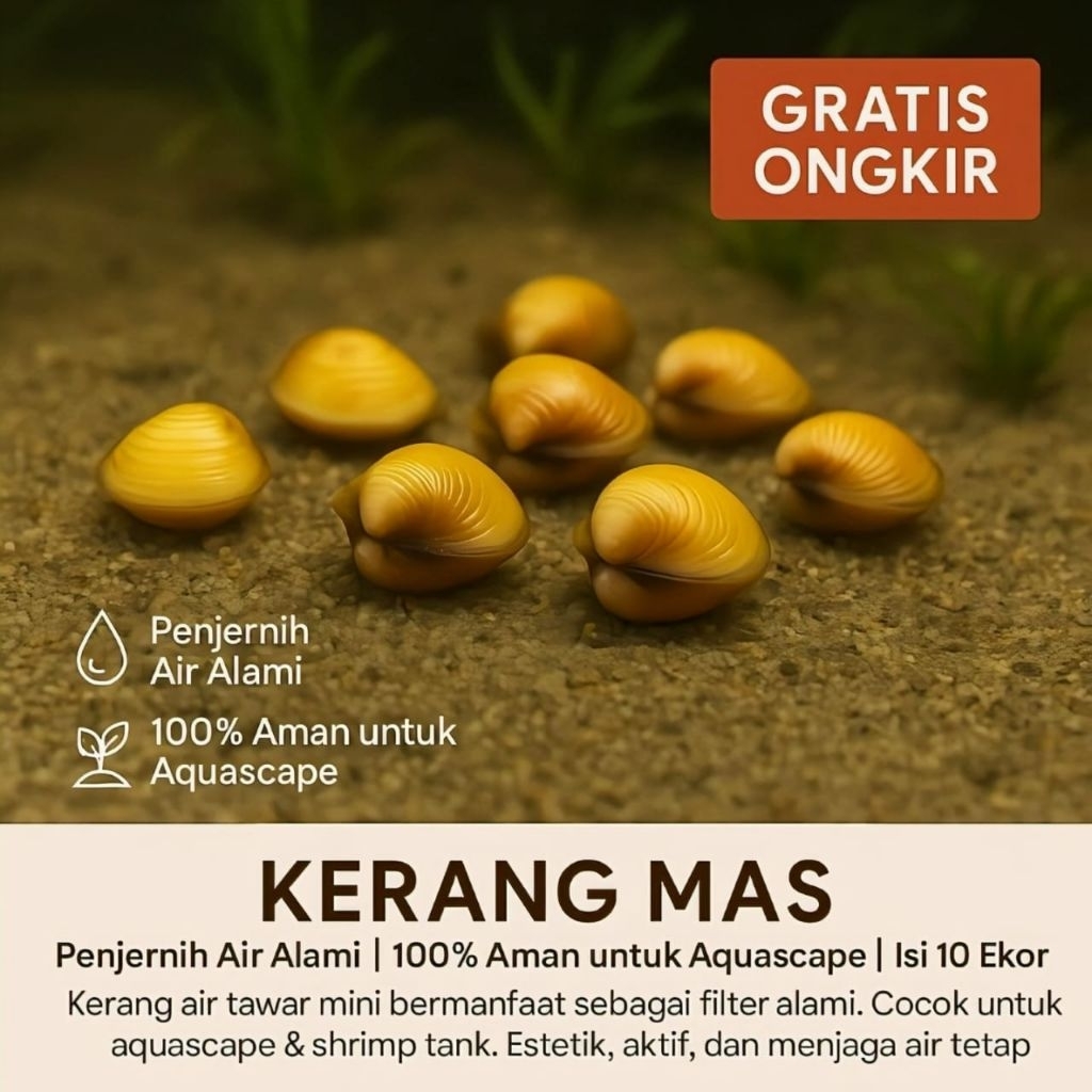 Aksesoris aquarium kerang mas hias aquarium aquascape
