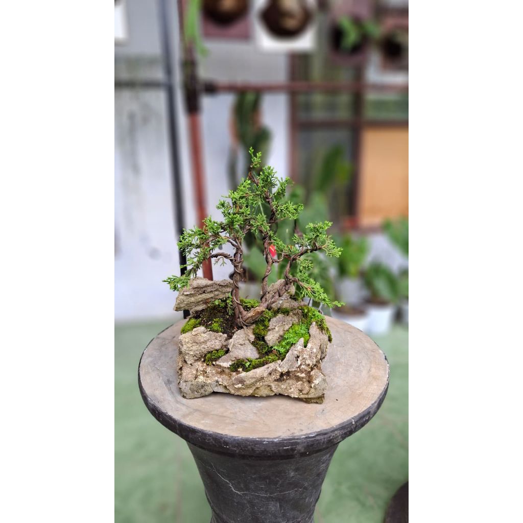 bonsai panorama / penjing cemara shimpaku