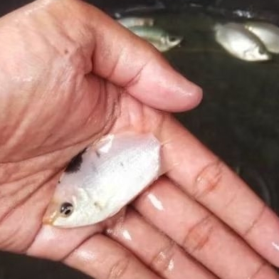 bibit ikan tembakang albino berkualitas