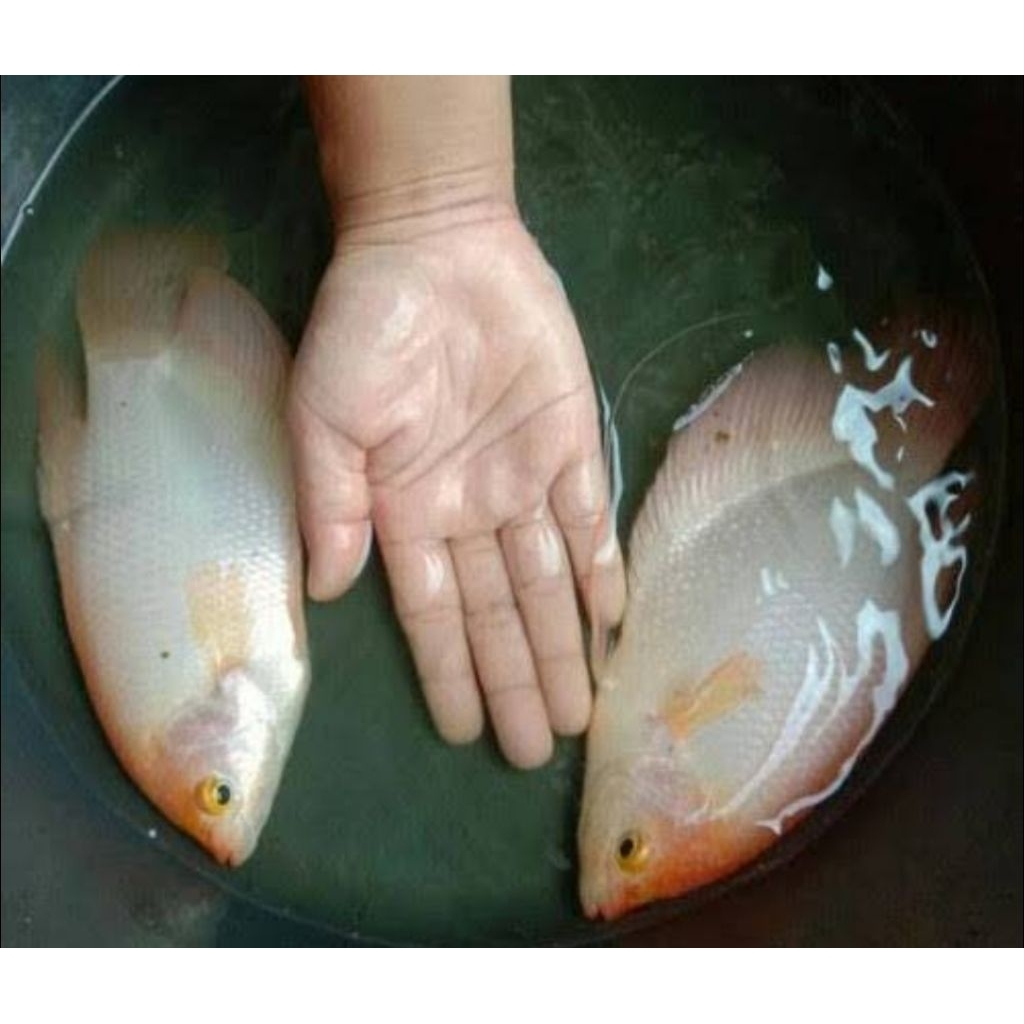 ikan gurame padang 5 jari berkualitas