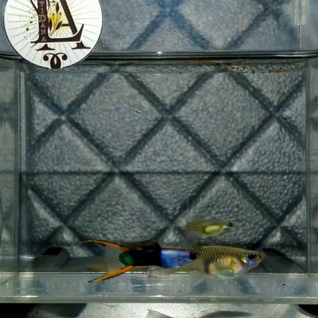 Guppy Silverado Black Flame Endler