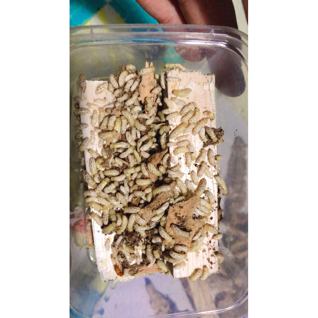 Poa/rengas/rayap 200 ML