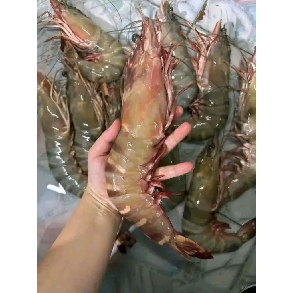 uang Tiger ukuran 12 16 Udang pancet besar udang windu Segar Udang laut seafood hasil laut segar